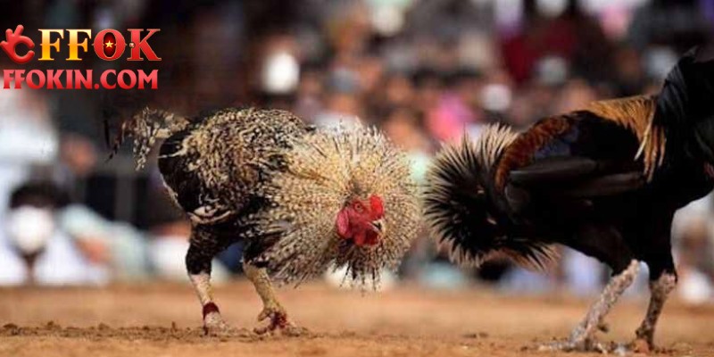 Bí quyết chơi đá gà Thomo tại FFOK cho người mới