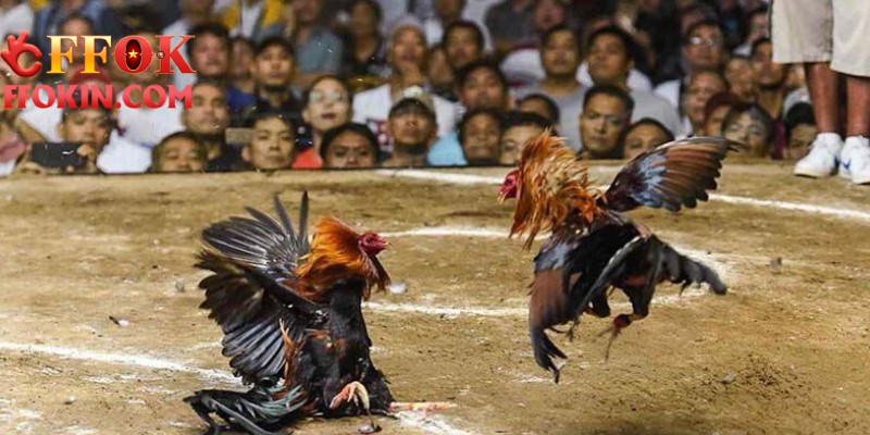 Lý do đá gà Thomo được nhiều bet thủ lựa chọn cá cược