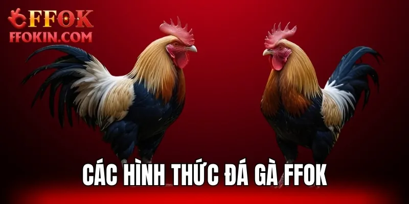 Tổng hợp các hình thức chọi kê đẳng cấp, uy tín