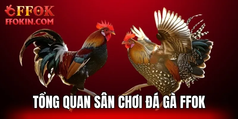 Tổng hợp các hình thức chọi kê đẳng cấp, uy tín